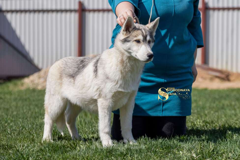 Собаки в Пушкино: Щенки Сибирский хаски Мальчик, 25 000 руб. - фото 7