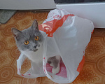 Кошки в Оренбурге: Отдам кошку Девочка, Бесплатно - фото 3
