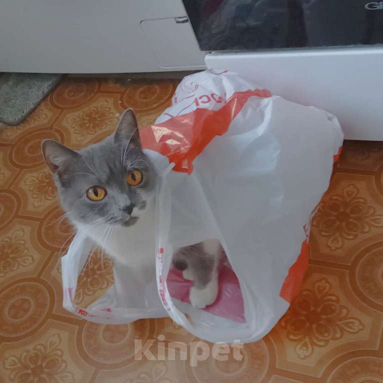 Кошки в Оренбурге: Отдам кошку Девочка, Бесплатно - фото 3