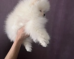 Собаки в Северске: Продается померанский шпиц Мальчик, 30 000 руб. - фото 2