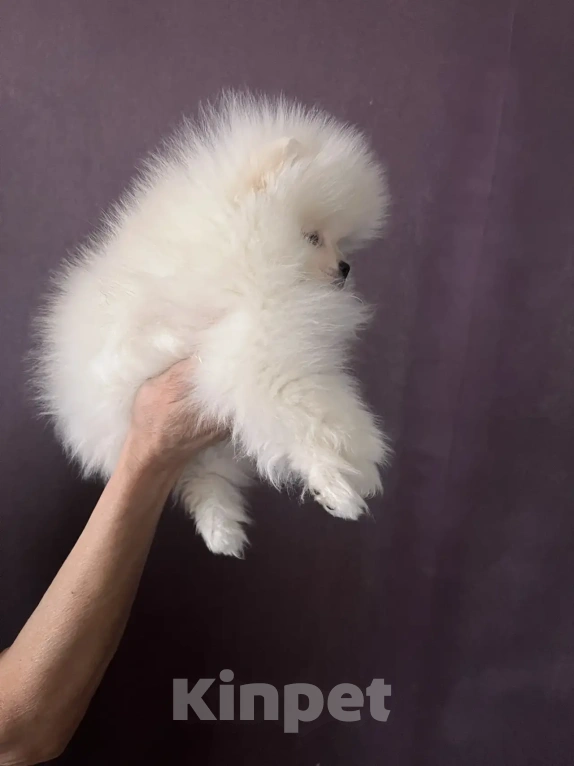Собаки в Северске: Продается померанский шпиц Мальчик, 30 000 руб. - фото 2