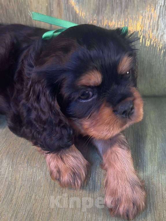 Собаки в Иваново: Изумительный щенок Мальчик, Бесплатно - фото 3