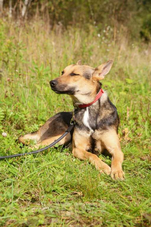 Собаки в Москве: Тиша. Нежная квартирная девочка Мальчик, Бесплатно - фото 5