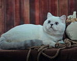Кошки в Оленегорске: Красивый шотландский кот, 3 000 руб. - фото 1