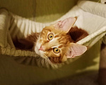 Кошки в Ливны: Котята из международного питомника wcf, 30 000 руб. - фото 4