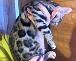 Кошки в Санкт-Петербурге: Бенгальские котята клубные Девочка, 27 000 руб. - фото 1