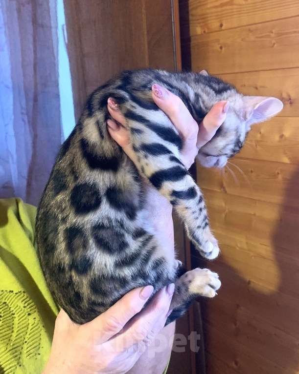 Кошки в Санкт-Петербурге: Бенгальские котята клубные Девочка, 27 000 руб. - фото 1