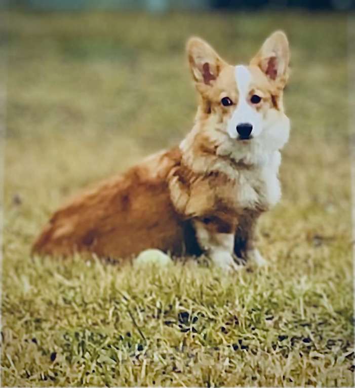 Собаки в других городах Воронежской области: Щенок Вельш Корги Пемброк Девочка, 50 000 руб. - фото 5