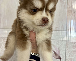 Собаки в Санкт-Петербурге: Щенок Малая Сибирская Собака Хапика Мальчик, Бесплатно - фото 8