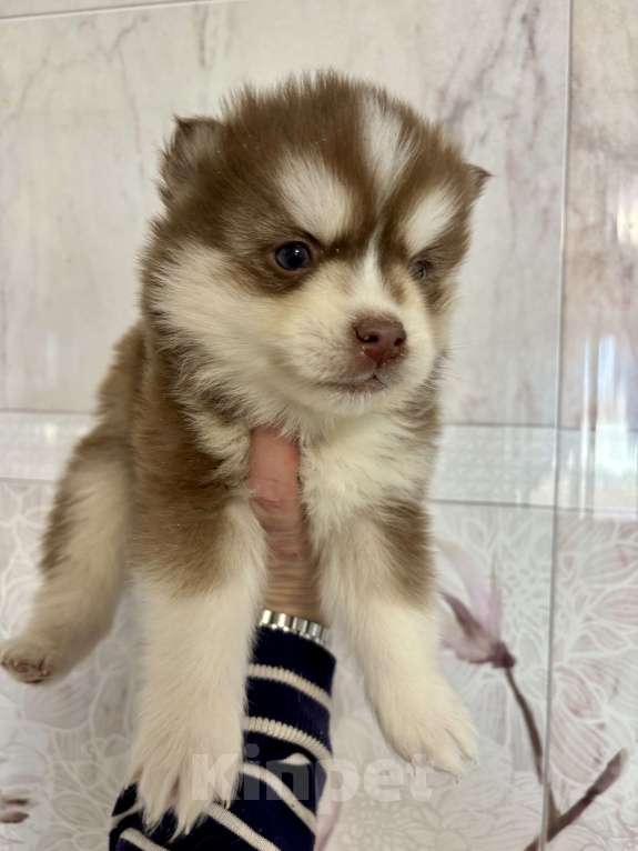 Собаки в Санкт-Петербурге: Щенок Малая Сибирская Собака Хапика Мальчик, Бесплатно - фото 8
