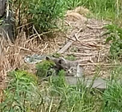 Кошки в Каменске-Уральском: Светлый котёнок серо-белый Девочка, Бесплатно - фото 3