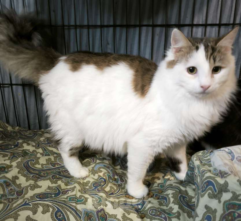 Кошки в Санкт-Петербурге: Ласковее мальчика не найдете Мальчик, 100 руб. - фото 3