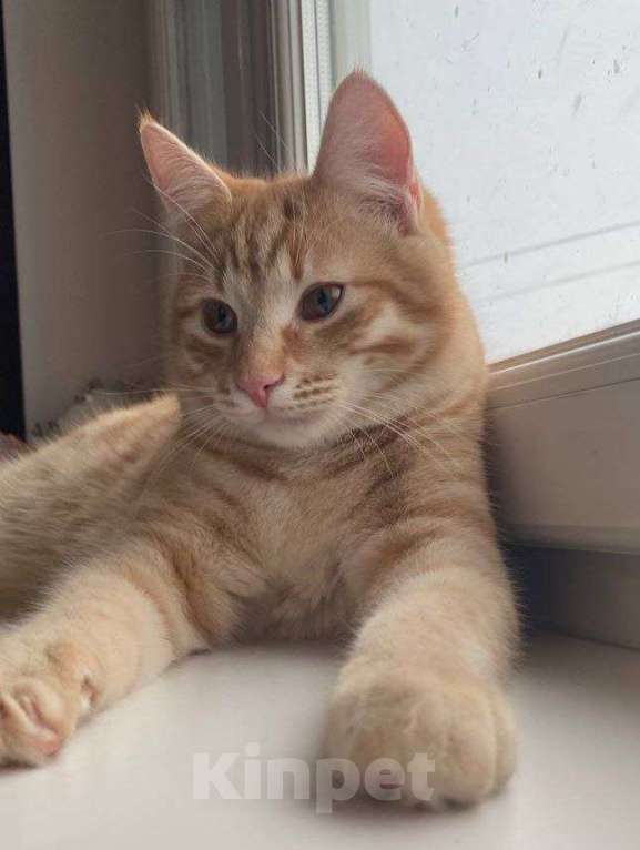 Кошки в Москве: Гриша ищет дом Мальчик, Бесплатно - фото 2