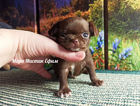 Ефим короткошерстный мини чихуахуа