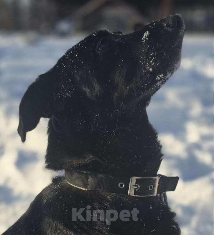 Собаки в Королеве: Ищем дом и любящую семью для прекрасной Оливки! Девочка, Бесплатно - фото 9
