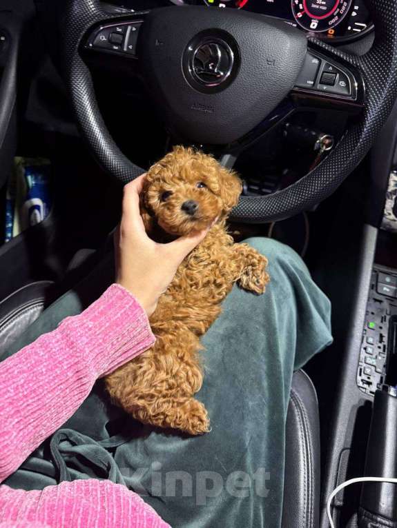 Собаки в Москве: Хантер Мальчик, 130 000 руб. - фото 3