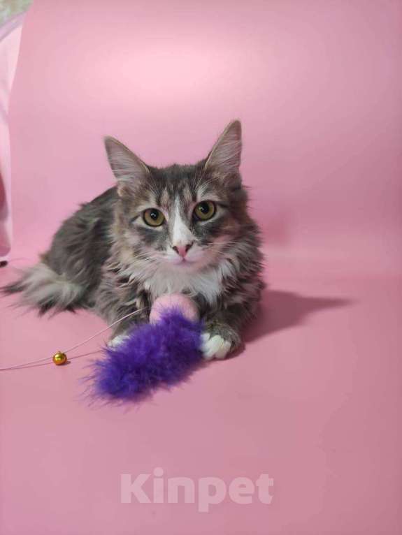 Кошки в Москве: кошечка  Девочка, Бесплатно - фото 3