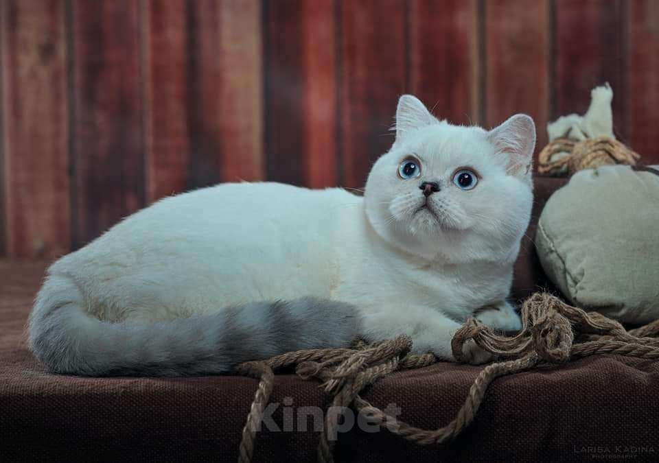 Кошки в Оленегорске: Красивый шотландский кот, 3 000 руб. - фото 1