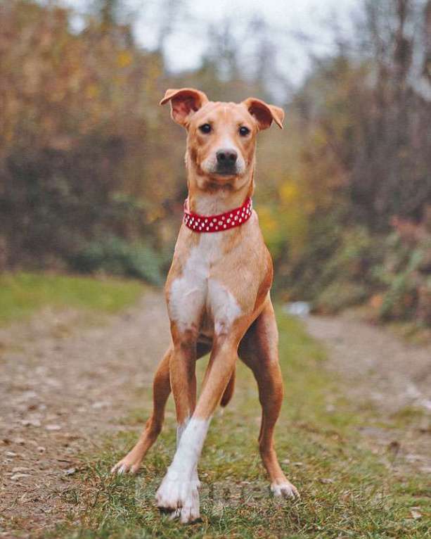 Собаки в Санкт-Петербурге: Очаровательный некрупный песик-подросток Вилли ищет семью   Мальчик, 10 руб. - фото 4