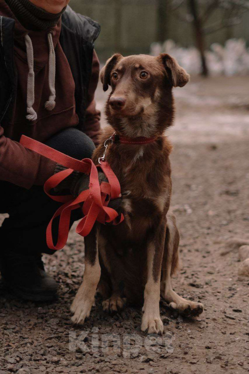 Собаки в Всеволожске: Боб ищет дом Мальчик, Бесплатно - фото 1
