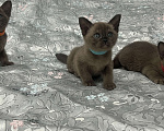 Кошки в Астрахани: Бурманские котята Девочка, 45 000 руб. - фото 1