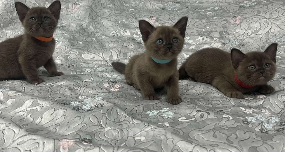 Кошки в Астрахани: Бурманские котята Девочка, 45 000 руб. - фото 1