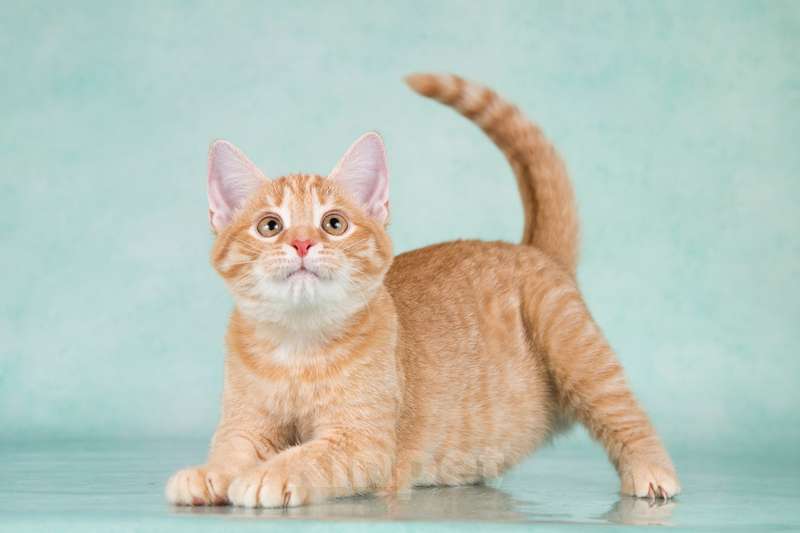 Кошки в Москве: Рыжие ручные котята ищут дом Мальчик, 1 руб. - фото 7