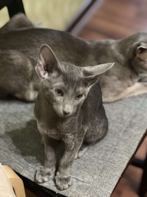 Кошки в Москве: Голубая красавица  Девочка, 60 000 руб. - фото 3