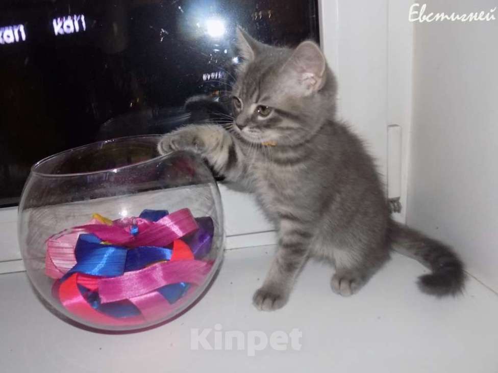 Кошки в Москве: Шотландский короткошерстные прямоухие котята Мальчик, 12 000 руб. - фото 6