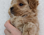 Собаки в Санкт-Петербурге: Щенки мальтипу f1 мини Мальчик, Бесплатно - фото 3