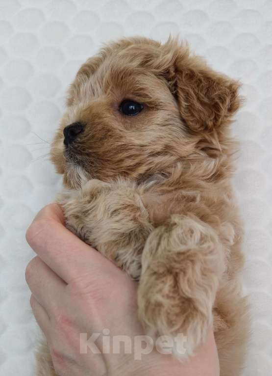 Собаки в Санкт-Петербурге: Щенки мальтипу f1 мини Мальчик, Бесплатно - фото 3