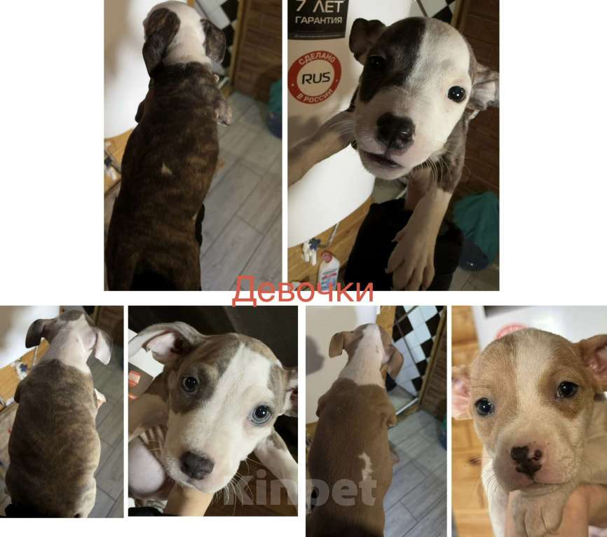 Собаки в Челябинске: Продам АСТ Разнополые, 15 000 руб. - фото 1