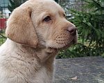 Собаки в Москве: Лучший друг - щенок лабрадора Мальчик, 250 000 руб. - фото 3