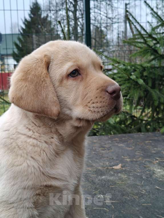 Собаки в Москве: Лучший друг - щенок лабрадора Мальчик, 250 000 руб. - фото 3