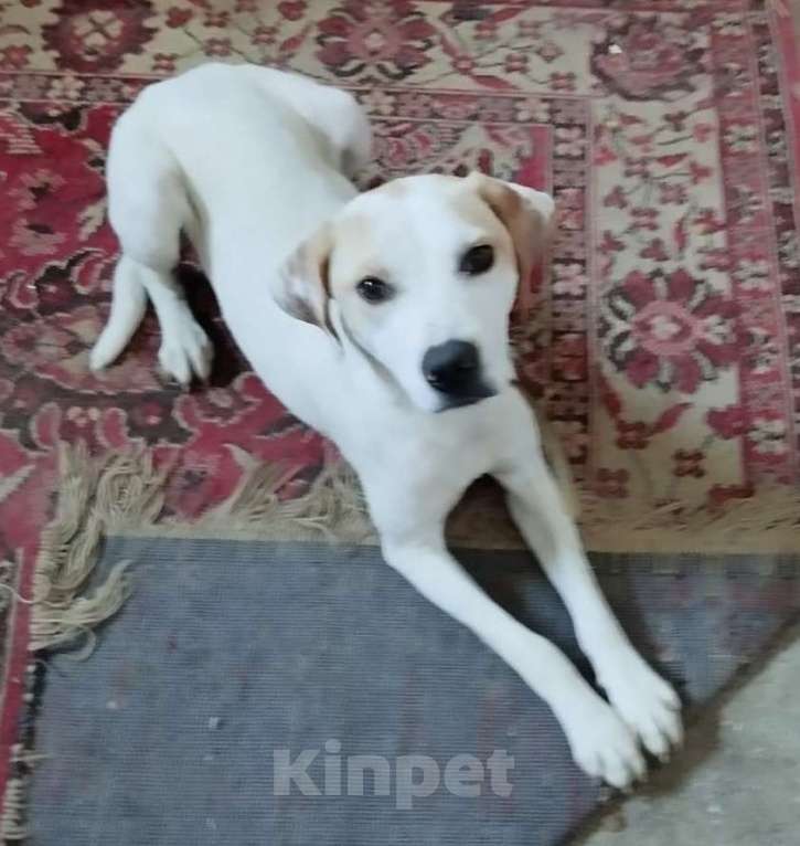 Собаки в Москве: Щенок Дэни Мальчик, Бесплатно - фото 5