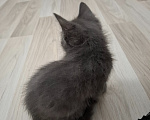 Кошки в Екатеринбурге: Мама кошка и её котята ищут будущих хозяев! Разнополые, Бесплатно - фото 6
