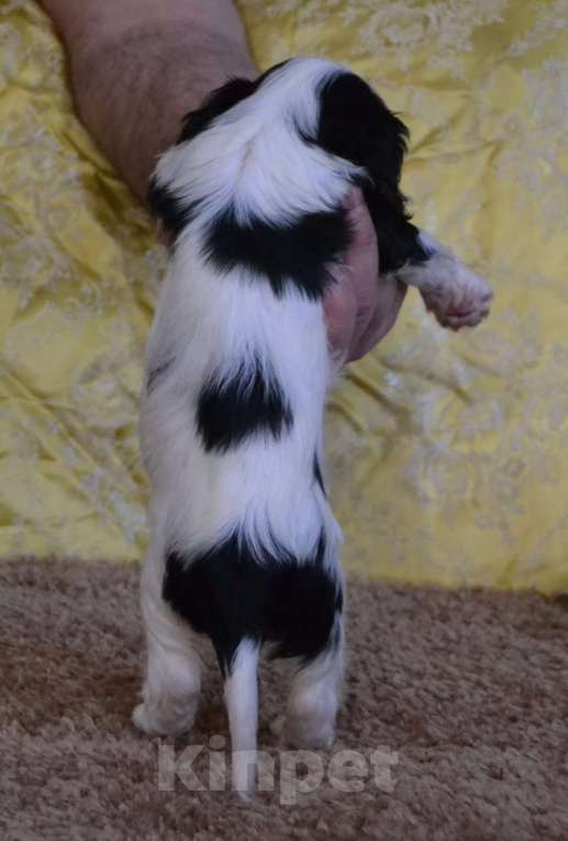 Собаки в Ореховом-Зуево: Настоящая Леди Девочка, 90 000 руб. - фото 4