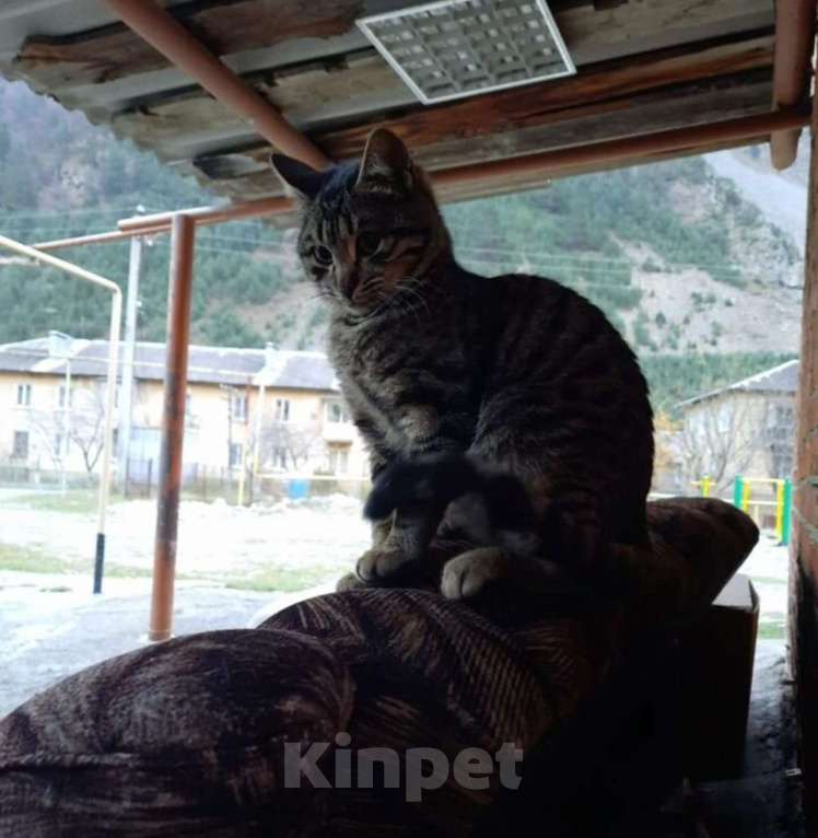 Кошки в других городах Владимирской области: Котята подростки в добрые руки Девочка, Бесплатно - фото 2