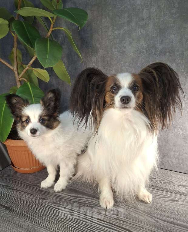 Собаки в Оренбурге: щенки папийона Мальчик, 50 000 руб. - фото 1