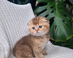 Кошки в других городах Тульской области: Шотландский вислоухий короткошёрстный котёнок Девочка, 15 000 руб. - фото 1