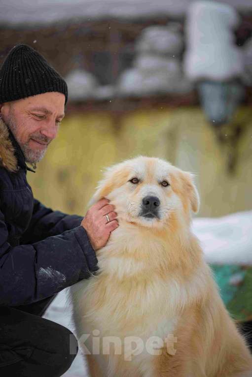 Собаки в Москве: Пушистая, добрая, красивая собака Уля в добрые руки Девочка, Бесплатно - фото 8