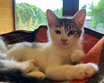 Кошки в Москве: Котенок Окси Мальчик, Бесплатно - фото 3
