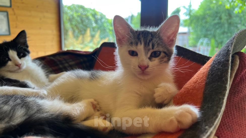 Кошки в Москве: Котенок Окси Мальчик, Бесплатно - фото 3