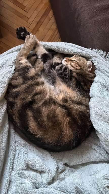 Кошки в Таганроге: Потерялся кот Мальчик, 5 000 руб. - фото 2