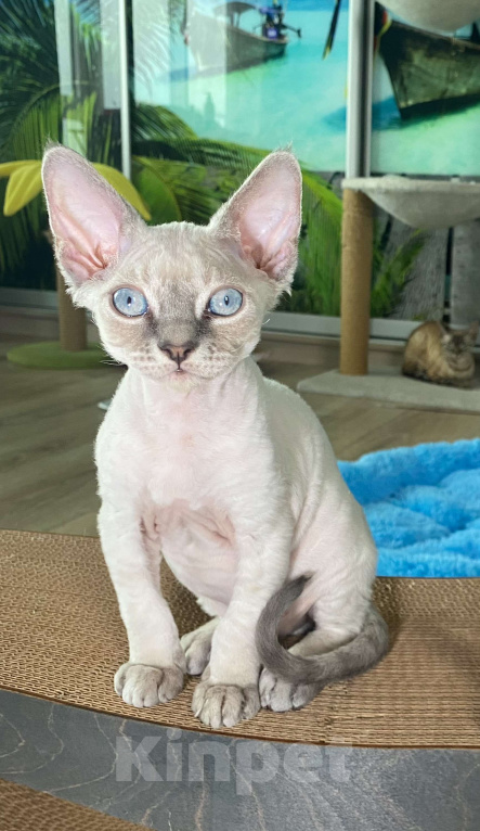 Кошки в Сочи: Котенок Девон рекс Мальчик, 55 000 руб. - фото 6