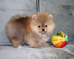 Собаки в Санкт-Петербурге: Щенок померанского шпица Девочка, 40 000 руб. - фото 4