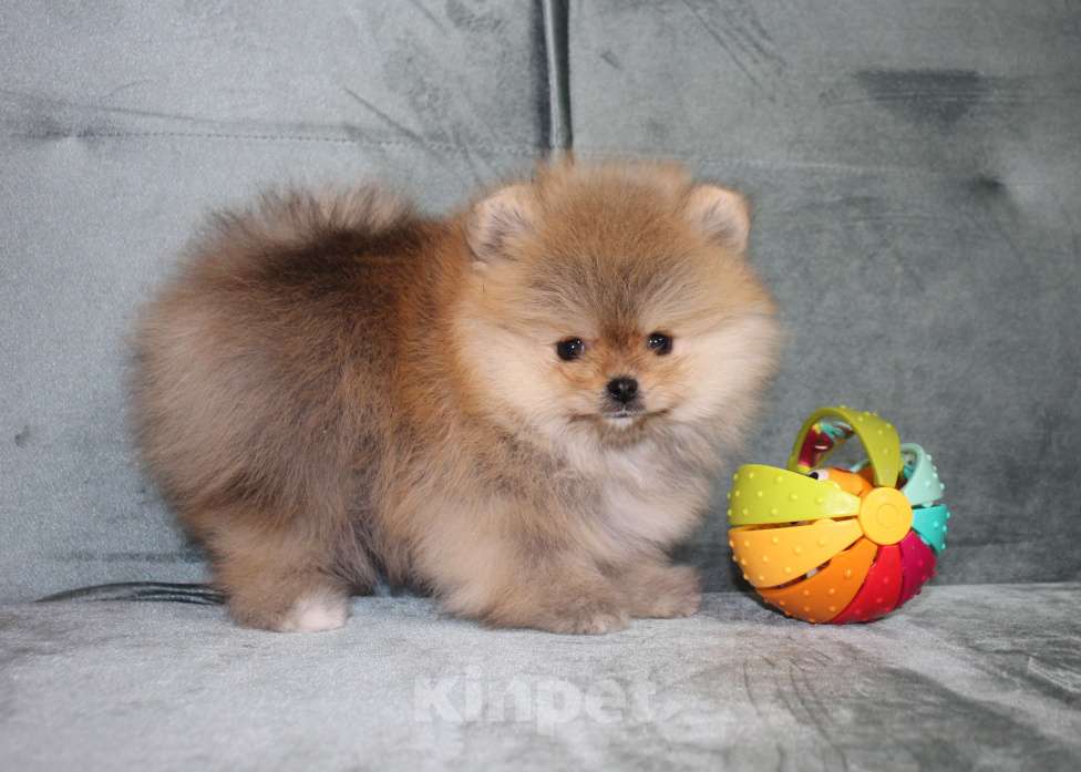 Собаки в Санкт-Петербурге: Щенок померанского шпица Девочка, 40 000 руб. - фото 4