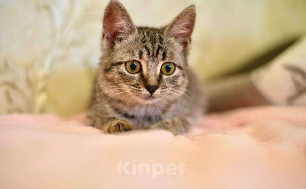 Кошки в Москве: Мелисса в поисках дома Девочка, Бесплатно - фото 2