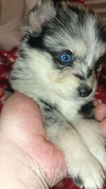 Собаки в Кировграде: Щенки породы помски... девочки и мальчики  Мальчик, 13 000 руб. - фото 1