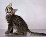 Кошки в московском: Кому милого котенка Василечка? Мальчик, Бесплатно - фото 2